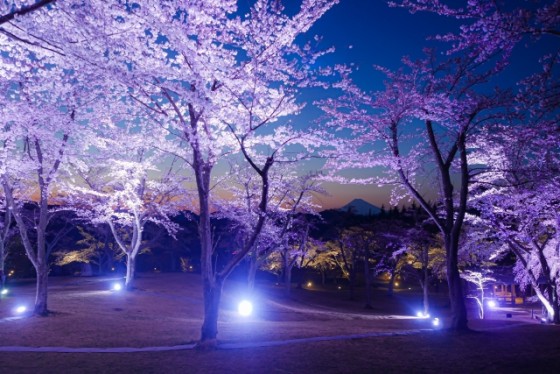 静岡県 伊豆高原の貸別荘・コテージ｜波空-Akazawa-：桜
