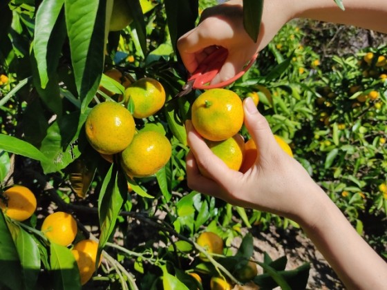 静岡県 伊豆高原の貸別荘・コテージ｜波空-Akazawa-：味覚狩り