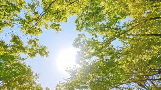 静岡県 伊豆高原の貸別荘・コテージ｜無限館：森