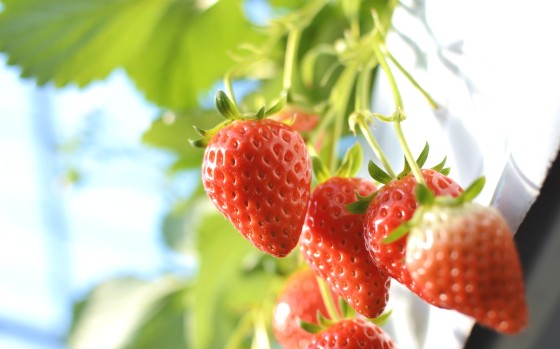 千葉県 勝浦・鴨川の貸別荘・コテージ｜中野屋・母屋：いちご狩り