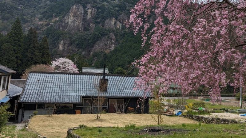 Community＆Stay 古民家 SO｜愛知県・三河｜庭には見事な枝垂れ桜