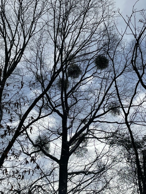 群馬県 北軽井沢・嬬恋・万座の貸別荘・コテージ｜アウトドアアドベンチャー北軽井沢：スキー場近隣