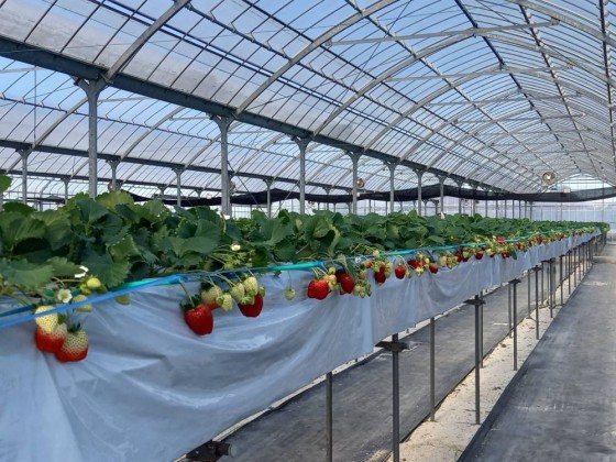 千葉県 九十九里・銚子の貸別荘・コテージ｜UMICHIKA 6886：いちご狩り