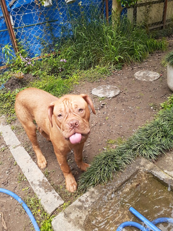 三重県 鳥羽の貸別荘・コテージ｜グランガ－デン南木：ペットOK