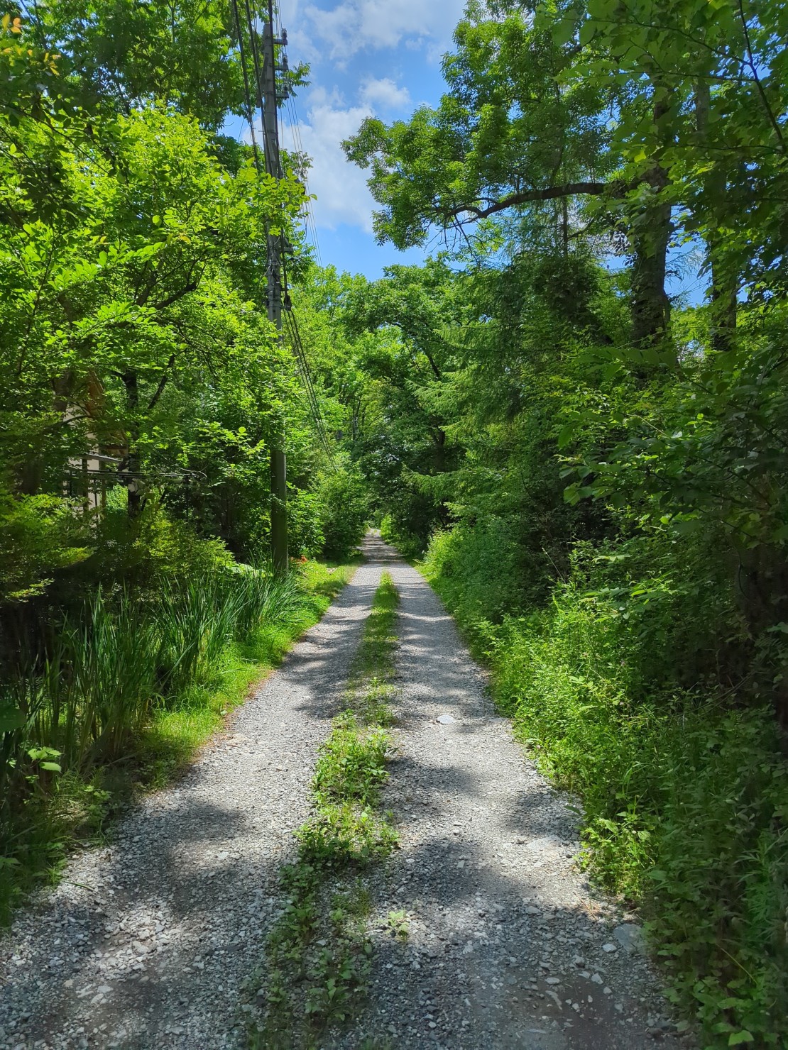 リスの家｜長野県・八ヶ岳・富士見・原村・野辺山・小海｜緑豊かな森の中の散歩道