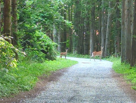 長野県 八ヶ岳・富士見・原村・野辺山・小海の貸別荘・コテージ｜リスの家：動物ふれあい