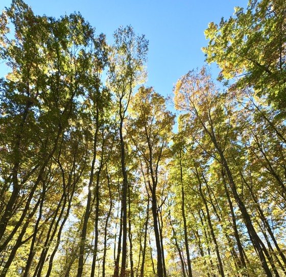 群馬県 北軽井沢・嬬恋・万座の貸別荘・コテージ｜Second House kukka (クッカ）：森