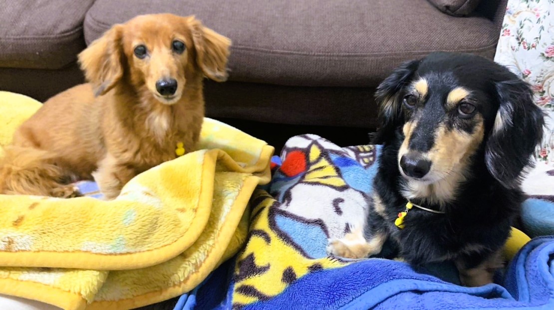 那須の貸別荘　コテージ7（ナナ）　V棟｜栃木県・那須・板室｜ワンちゃんも同伴可能です