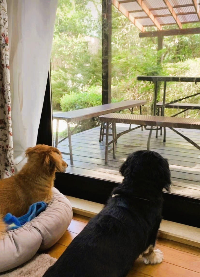 那須の貸別荘　コテージ7（ナナ）　V棟｜栃木県・那須・板室｜ペット用ベッド等はご持参ください