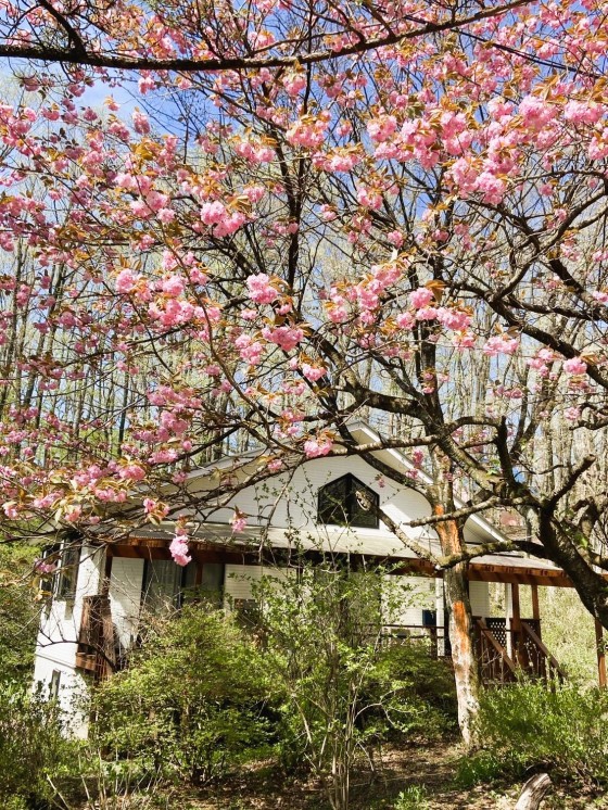 栃木県 那須・板室の貸別荘・コテージ｜那須の貸別荘　コテージ7（ナナ）　V2棟：桜