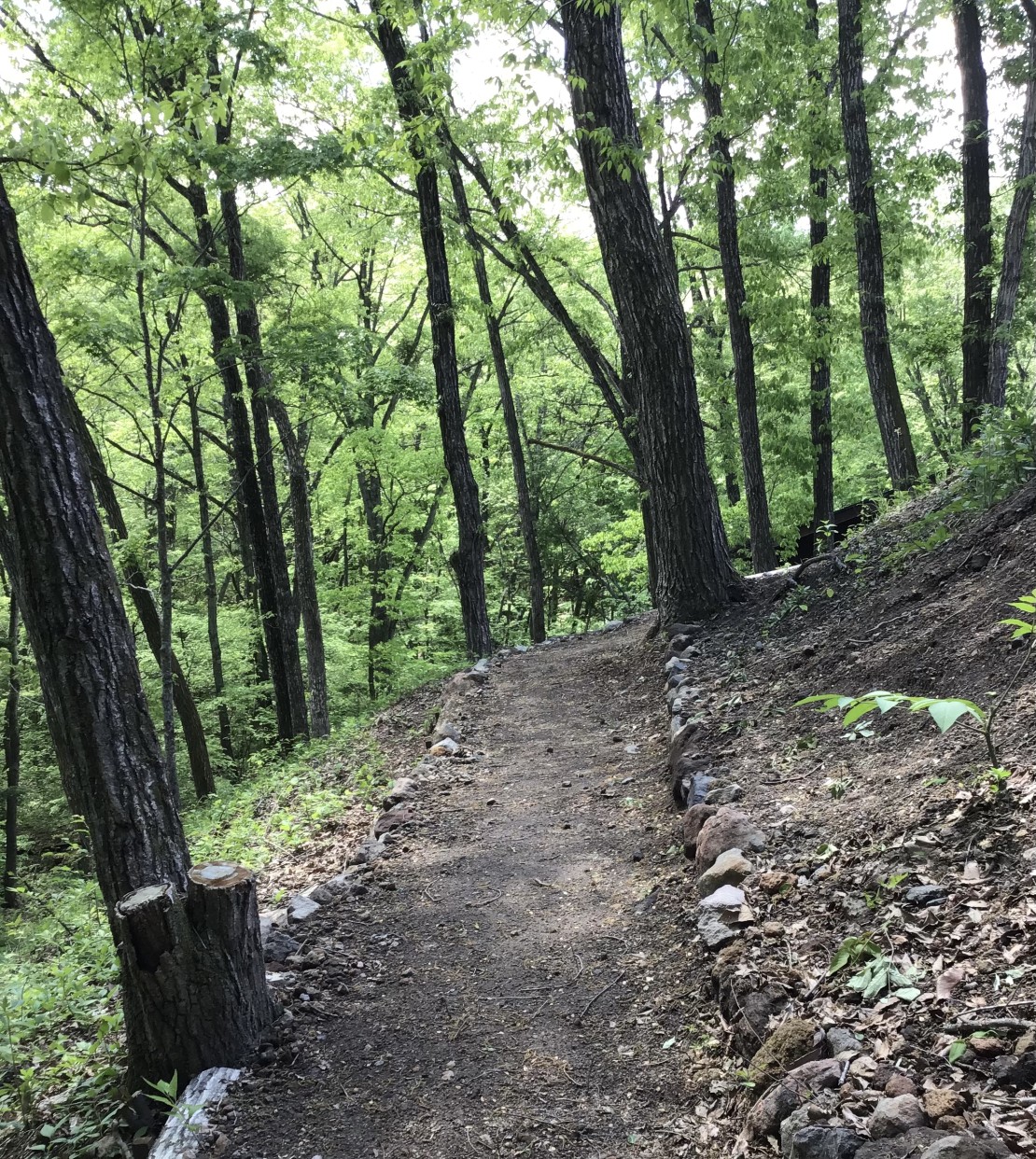 森のログハウスMOKKI｜群馬県・北軽井沢・嬬恋・万座｜森の小径