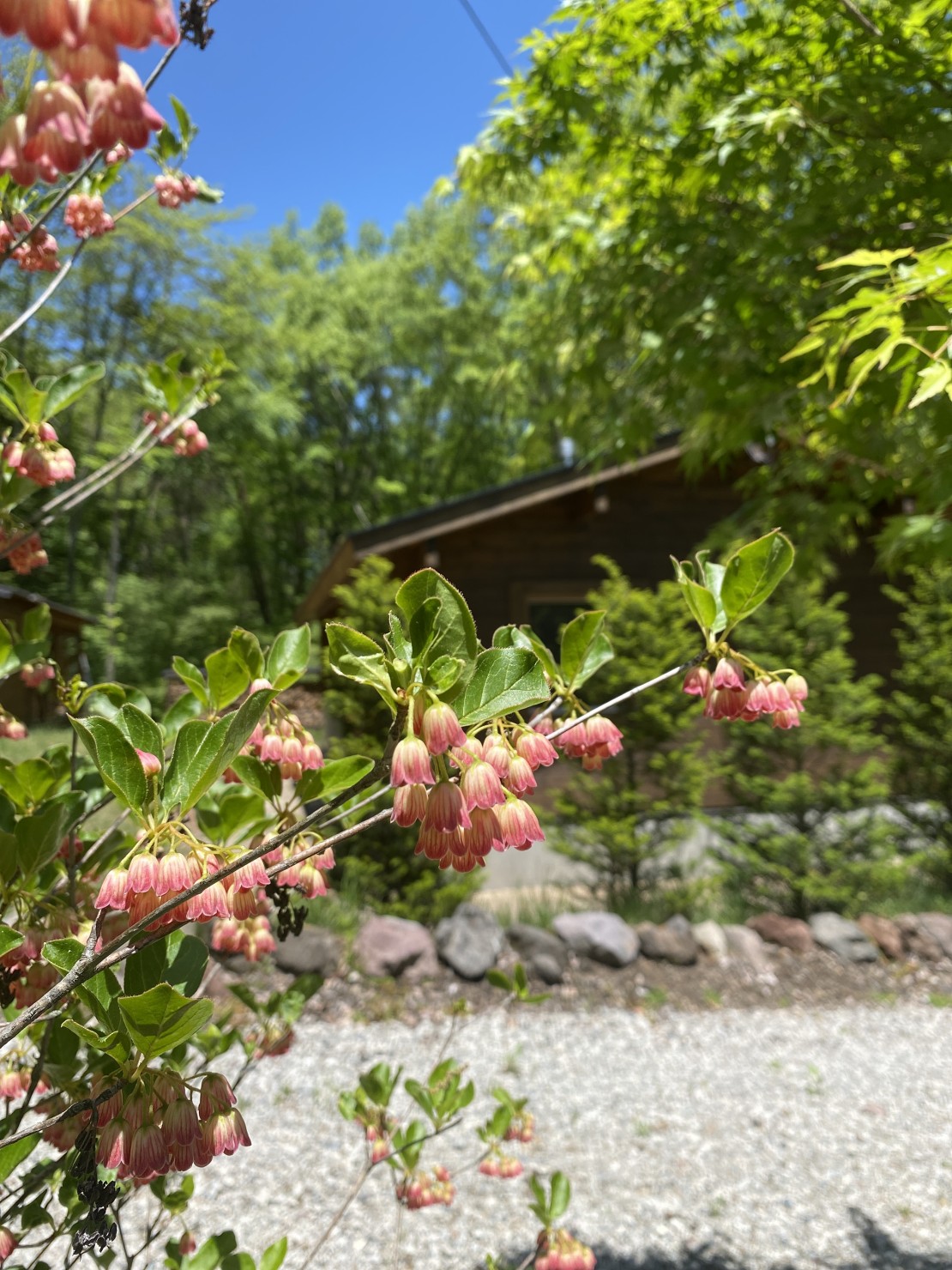 森のログハウスMOKKI｜群馬県・北軽井沢・嬬恋・万座｜ドウダンツツジ
